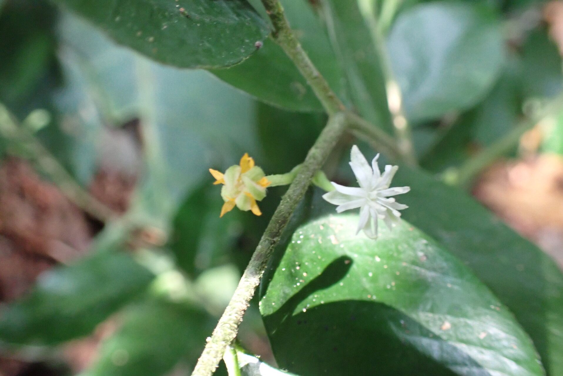 Dicranolepis buchholzii flower