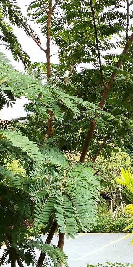 Cassia bakeriana leaf
