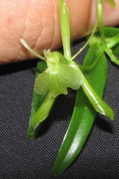 Epidendrum firmum fruit