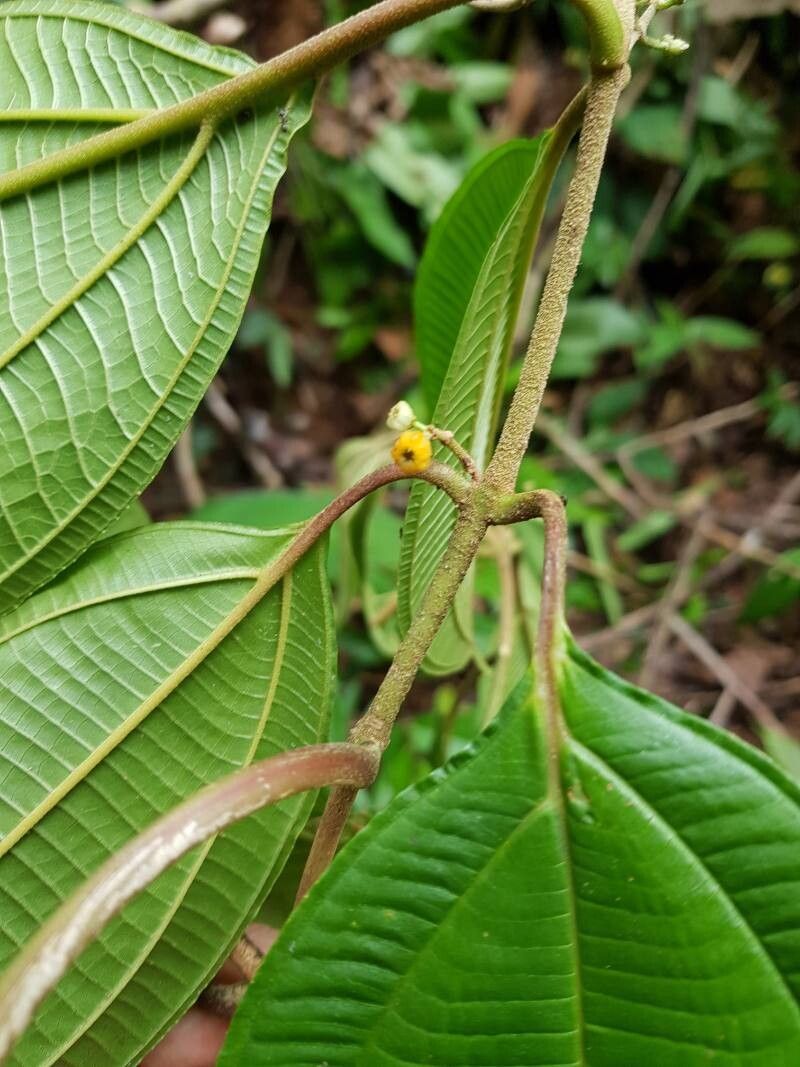 Miconia variabilis fruit