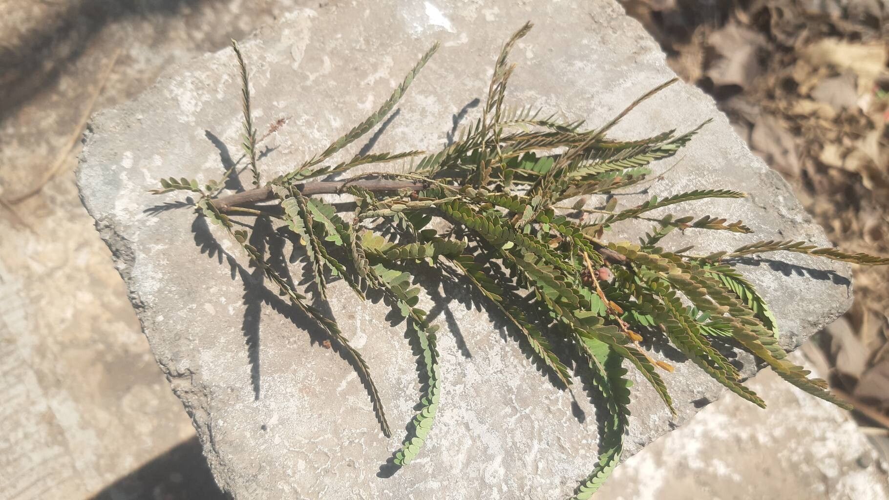 Phyllanthus lawii — houseplant care guide