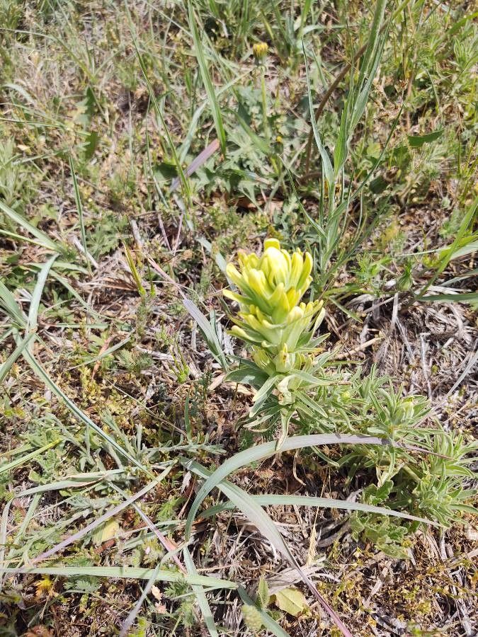 Castilleja cusickii flower
