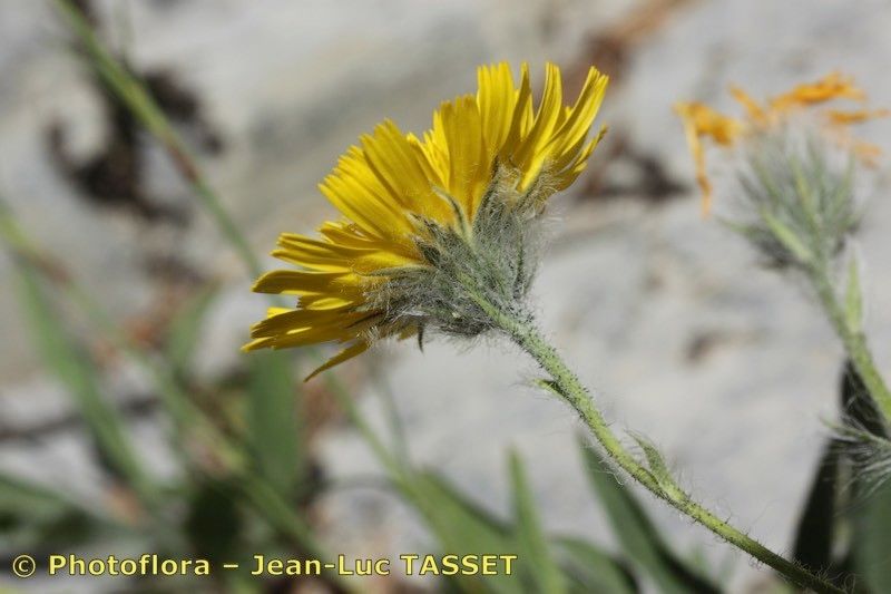 Hieracium scorzonerifolium — houseplant care guide