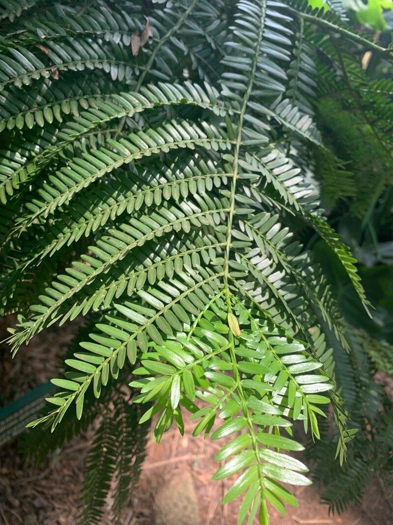 Retrophyllum piresii leaf