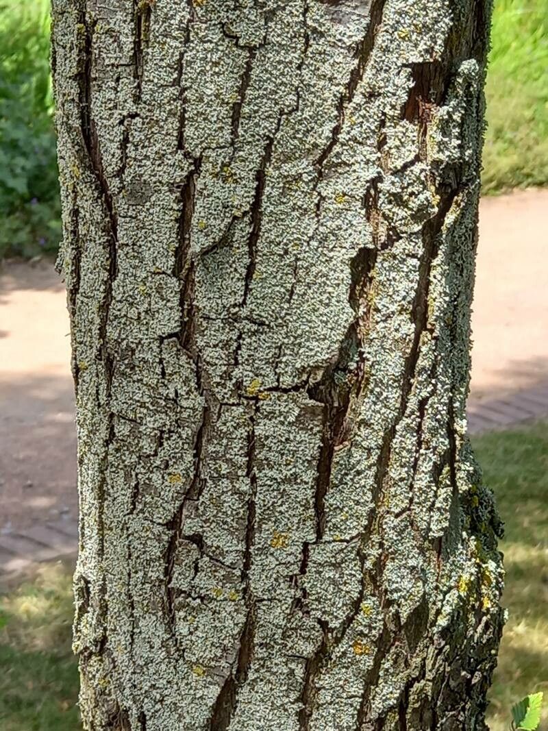 Ostrya japonica bark