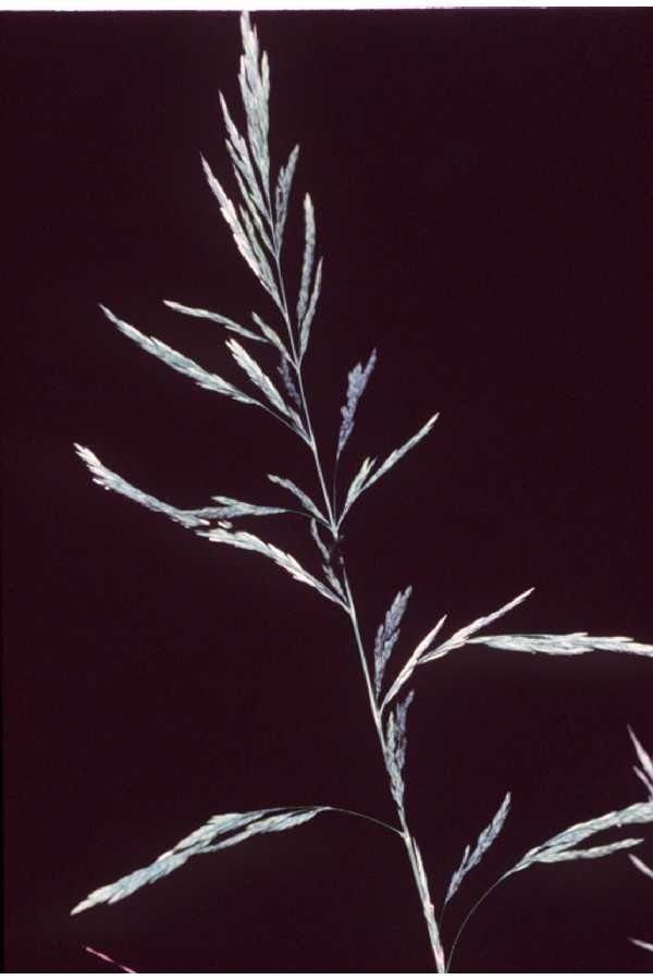 Cinna arundinacea flower