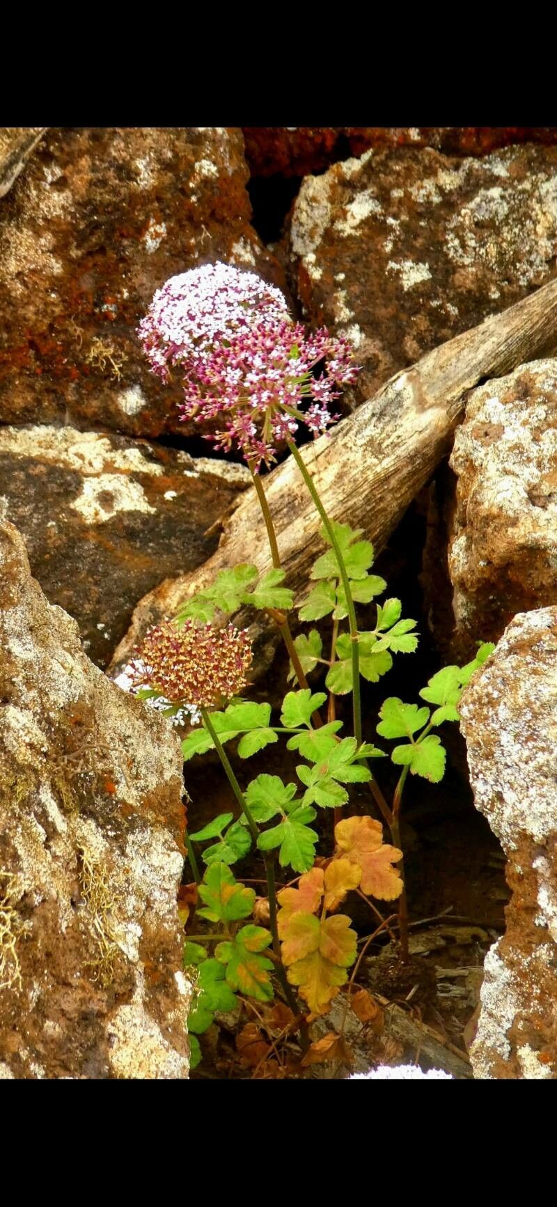 Thapsia nestleri — search result for 'Thapsia'