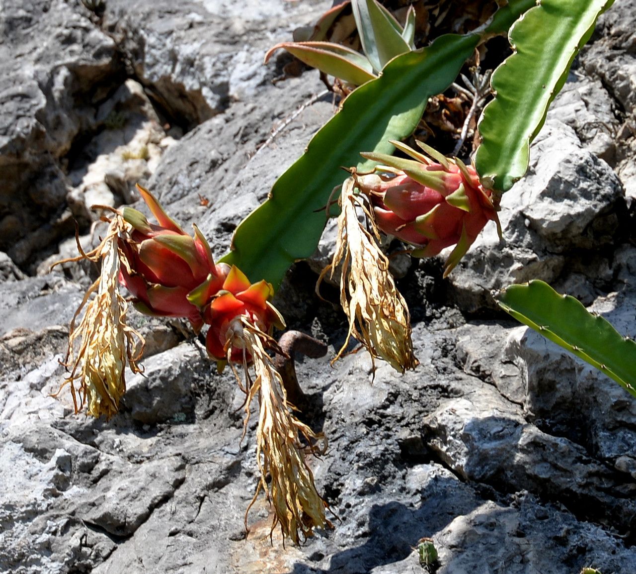Selenicereus guatemalensis fruit