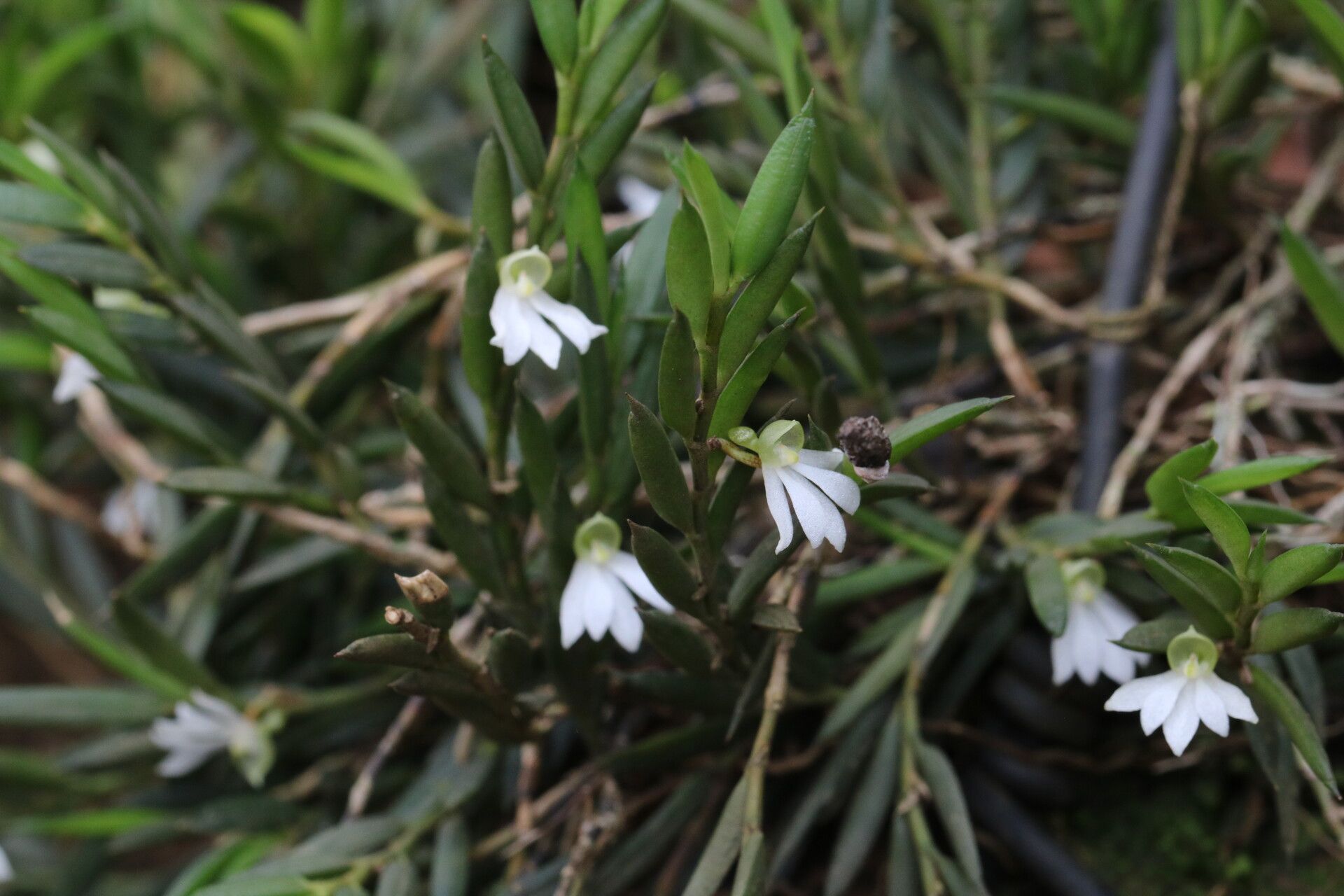 Angraecum gabonense habit