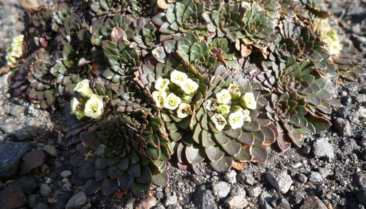 Eudema nubigena flower