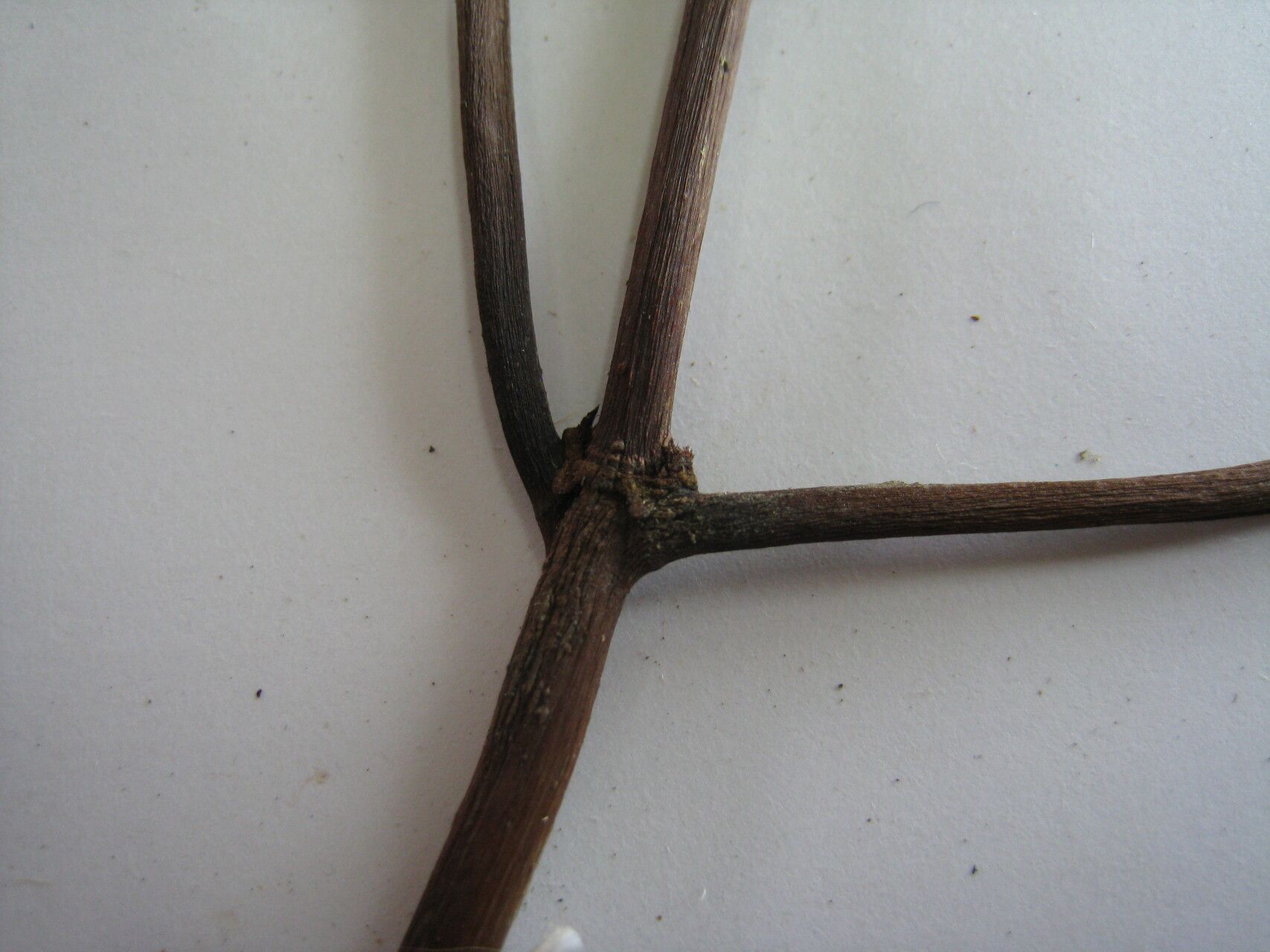 Psychotria pedunculosa — houseplant care guide