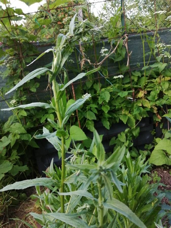 Epilobium ciliatum x Epilobium lanceolatum — search result for 'Epilobium'