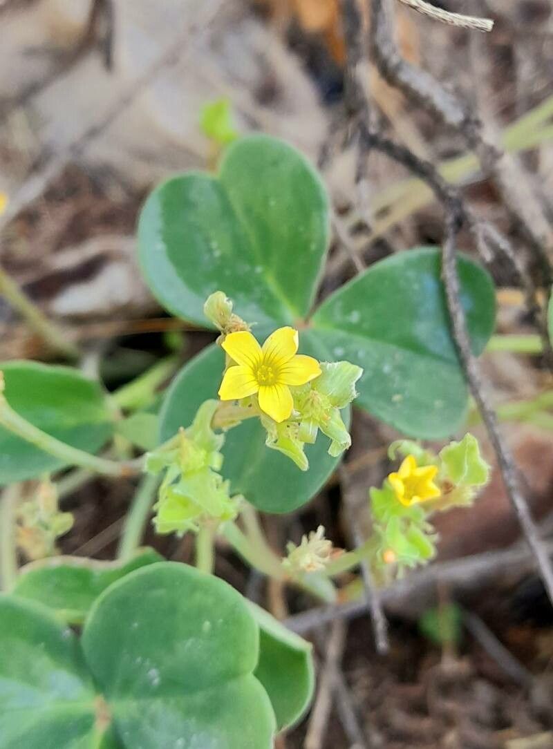 Oxalis pachyrrhiza flower