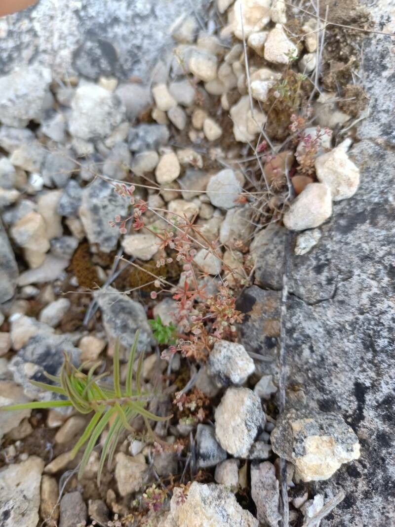 Galium setaceum flower
