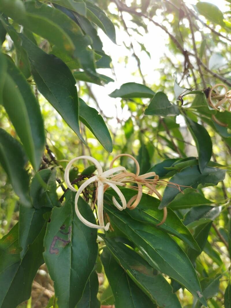 Exostema caribaeum — houseplant care guide