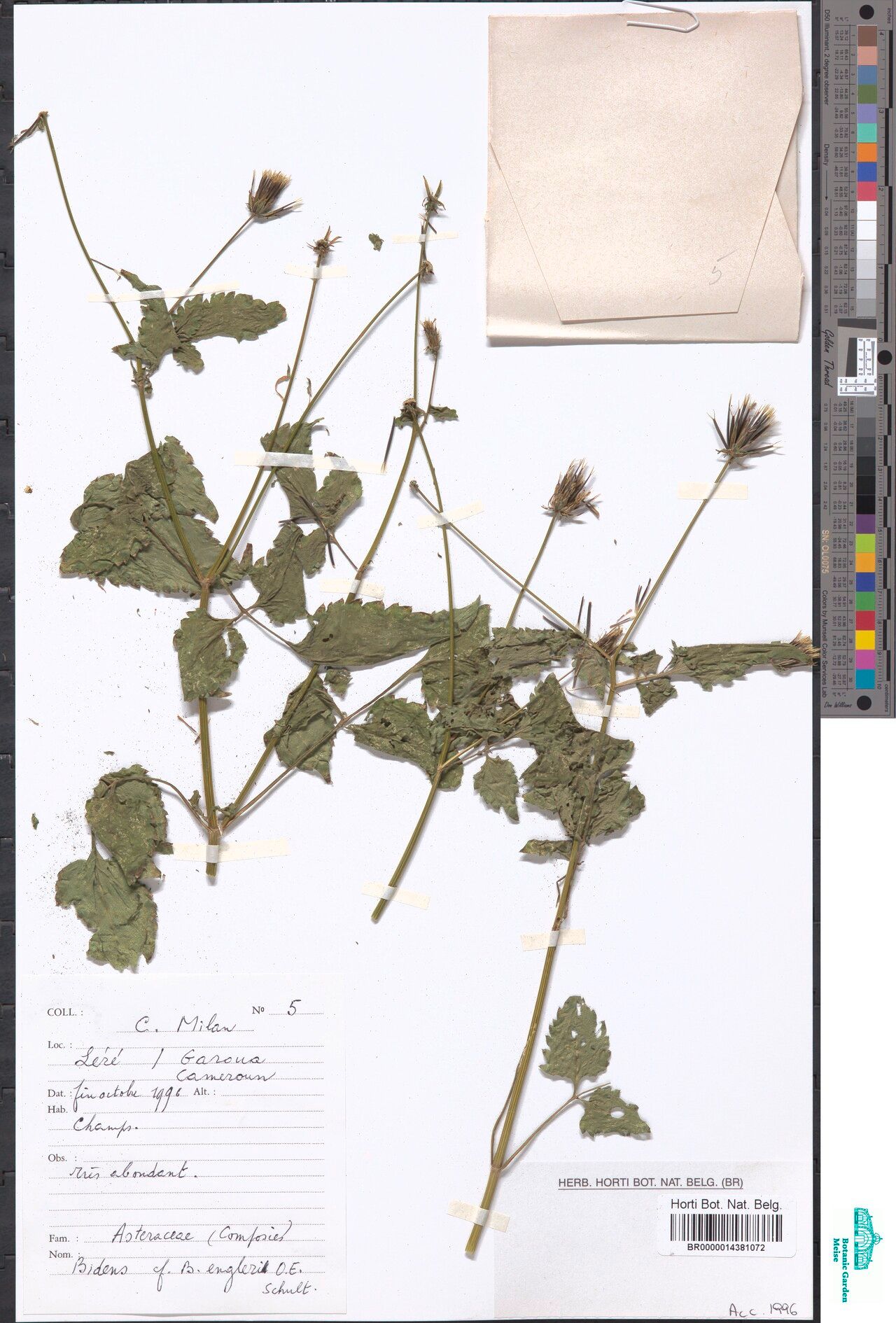 Bidens engleri — search result for 'Bidens'