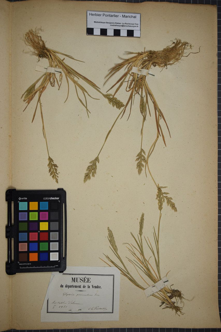 Puccinellia rupestris other