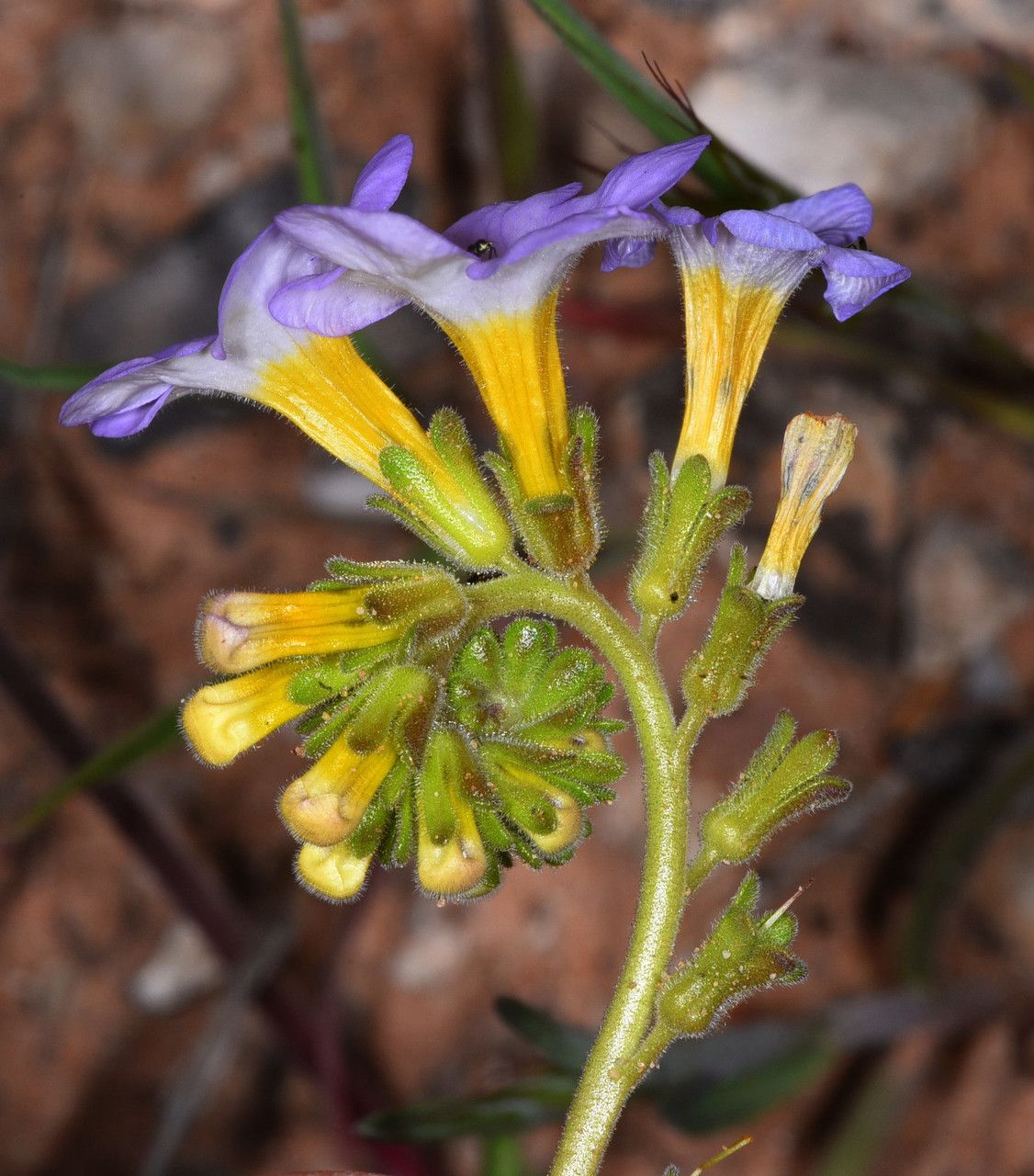 Phacelia fremontii — houseplant care guide