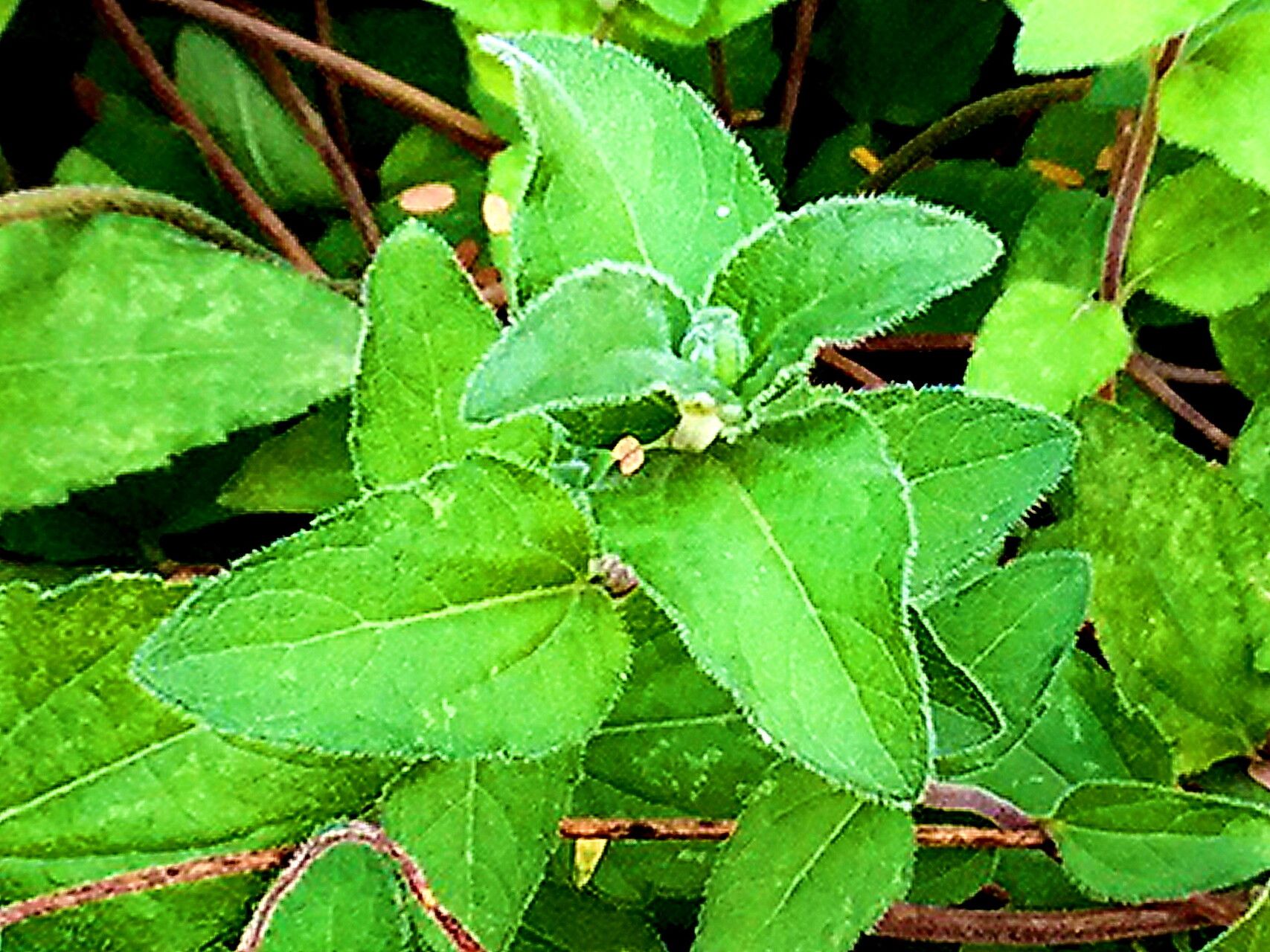 Heliopsis longipes — houseplant care guide