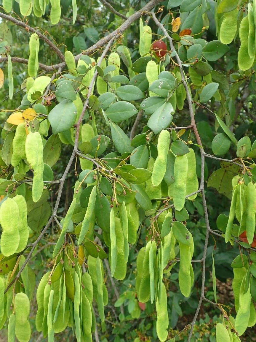 Dalbergia bakeri — houseplant care guide