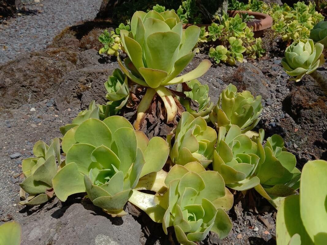 Aeonium palmense habit