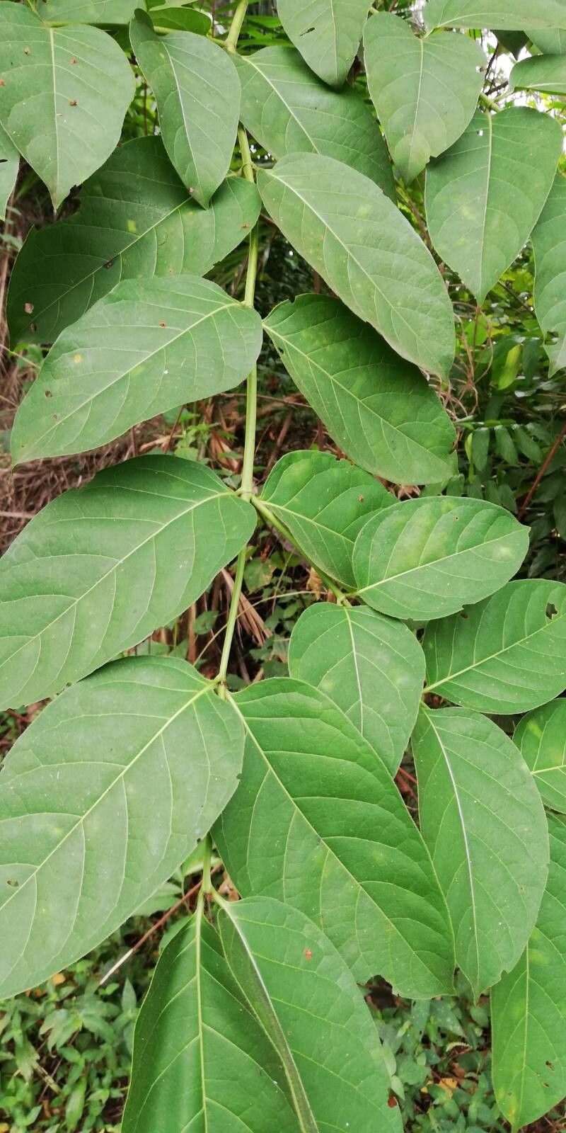 Psydrax palma leaf