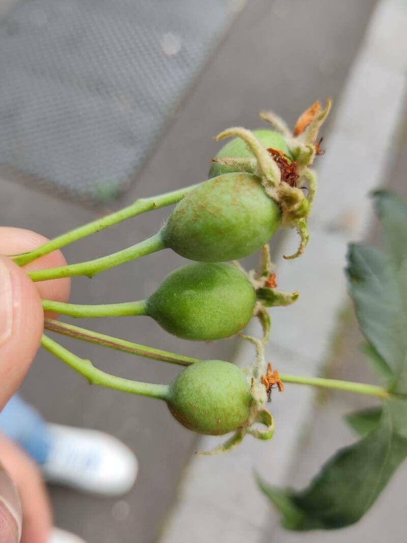 Eriolobus trilobatus fruit