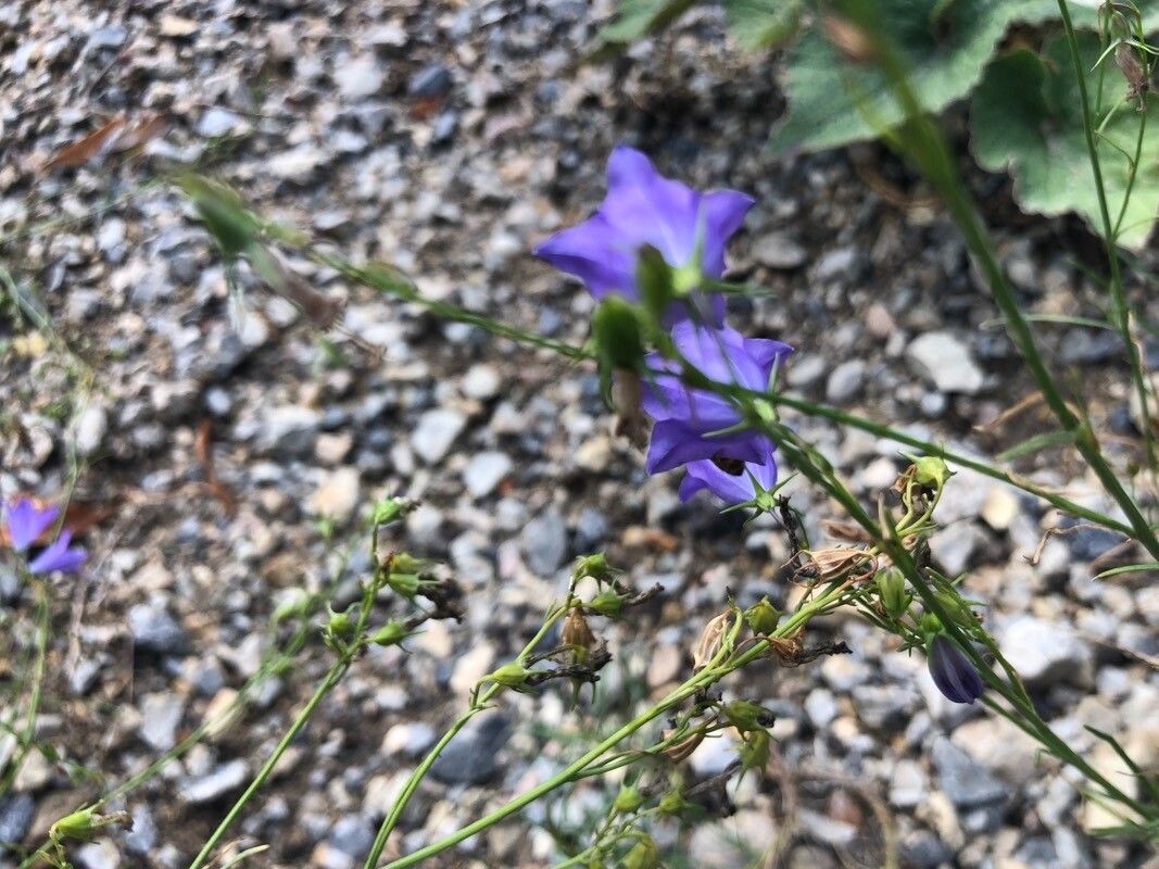 Campanula moravica — houseplant care guide