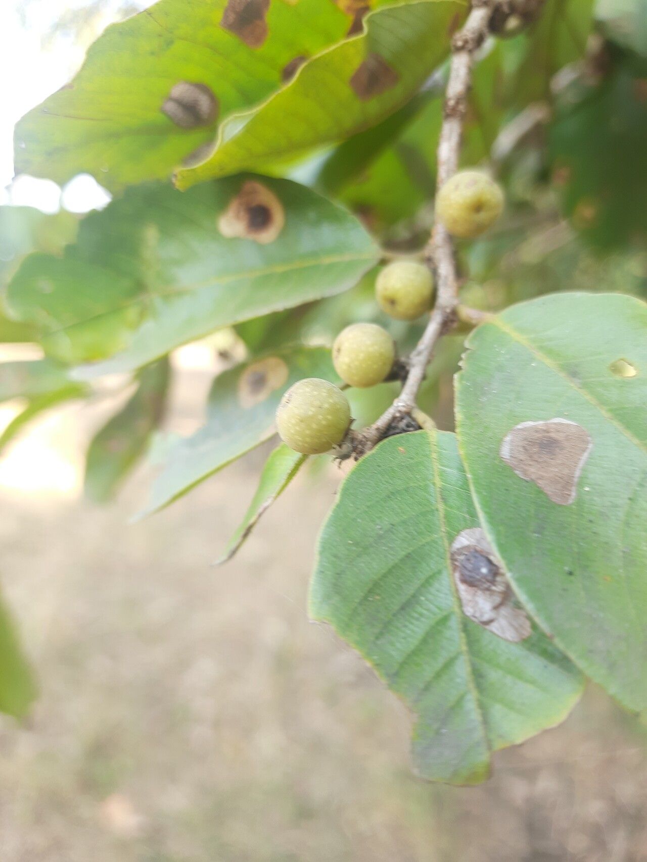 Bridelia retusa fruit