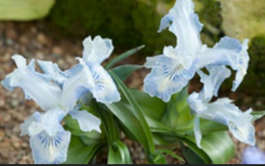 Iris nusairiensis flower