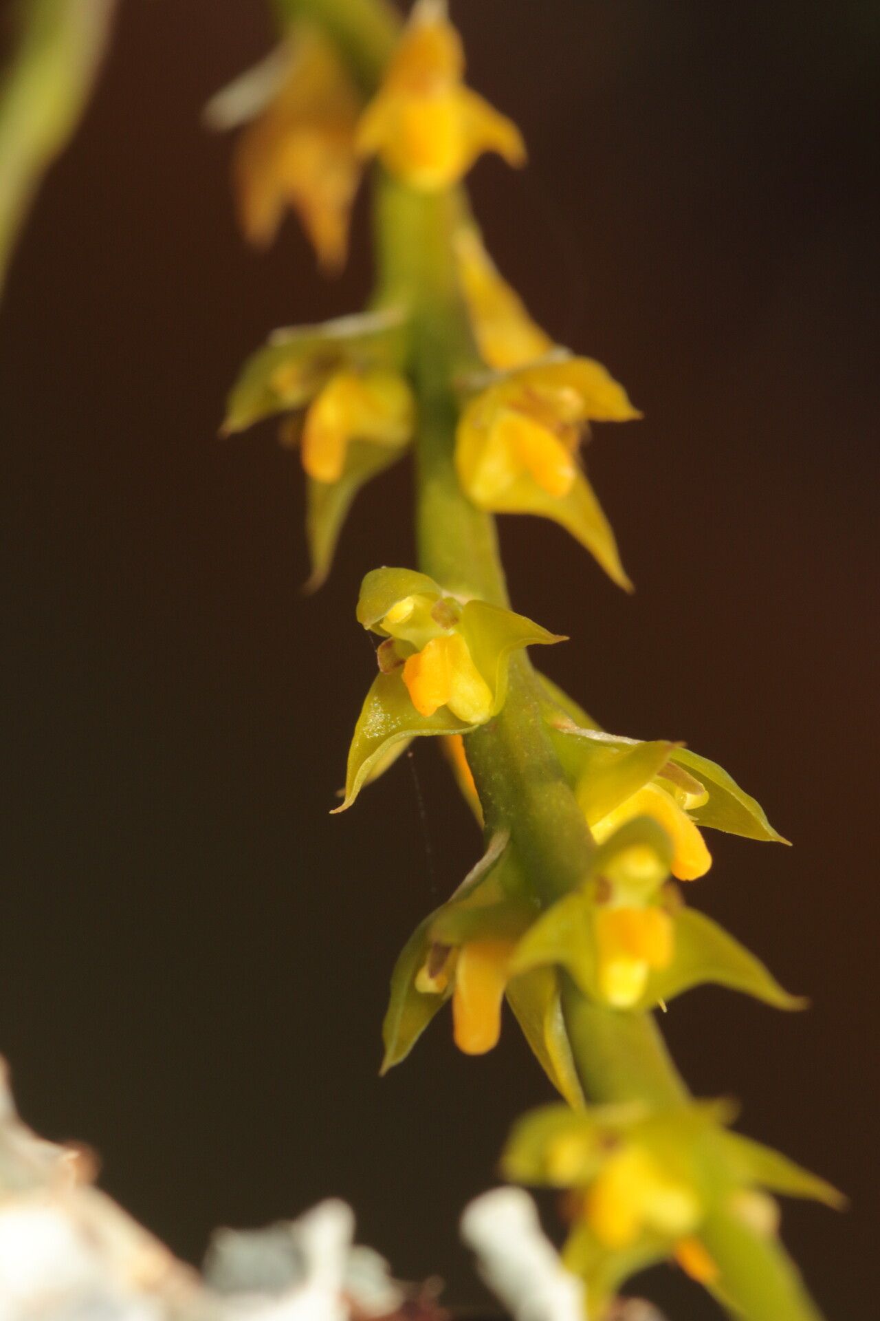 Bulbophyllum pervillei — houseplant care guide