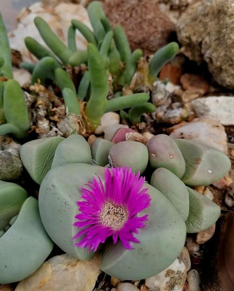 Argyroderma pearsonii — houseplant care guide