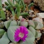 Argyroderma pearsonii