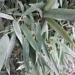 Bambusa vulgaris