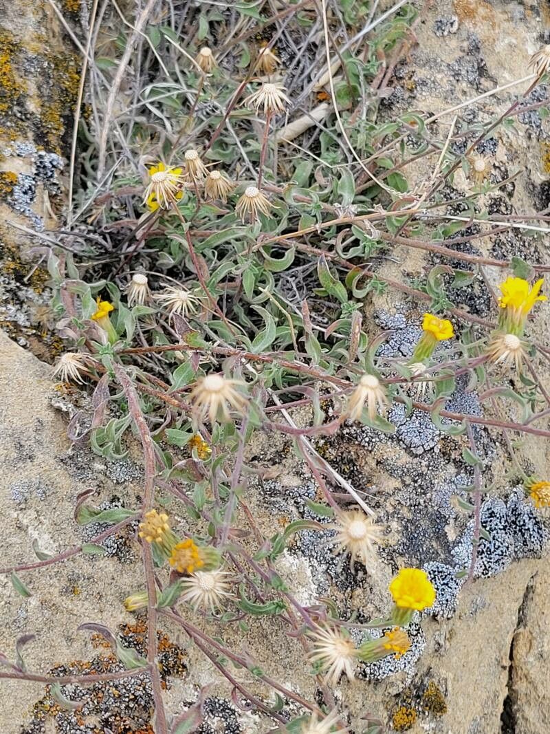 Heterotheca viscida habit