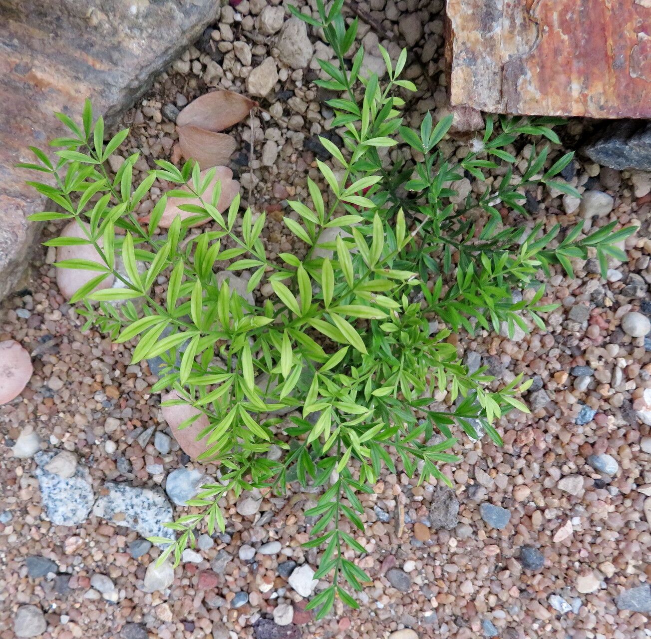 Asparagus simulans — houseplant care guide