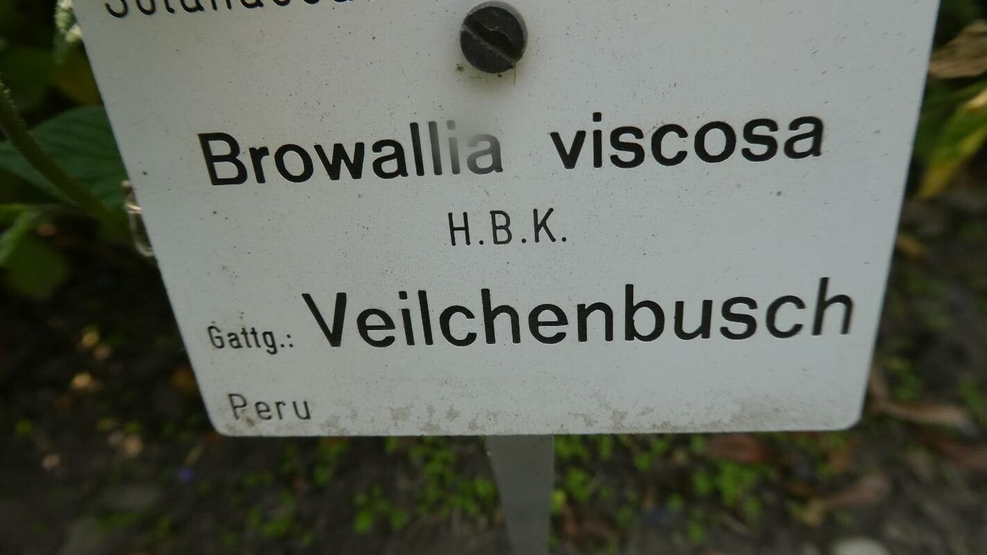 Browallia viscosa other