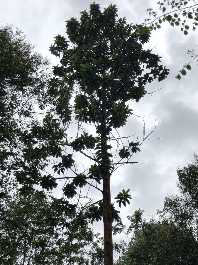 Dipterocarpus verrucosus habit
