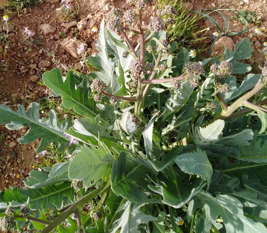 Crambe orientalis habit
