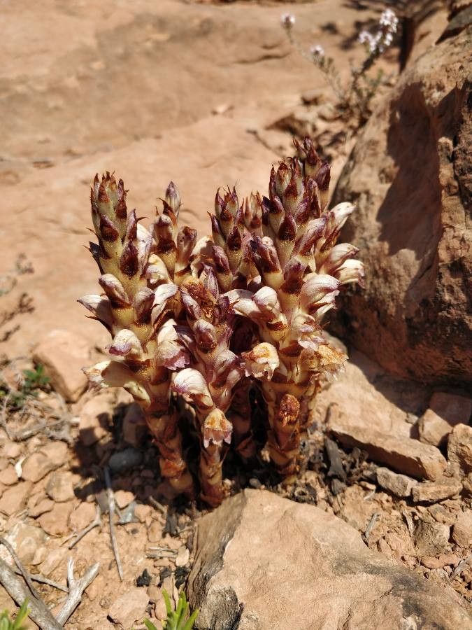 Orobanche cernua