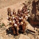 Orobanche cernua