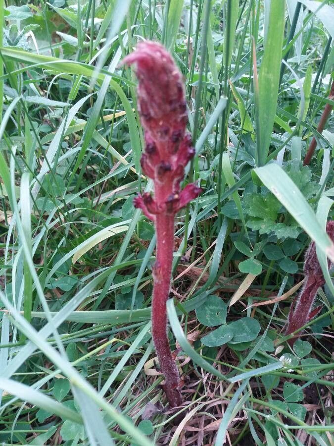 Orobanche sanguinea — houseplant care guide