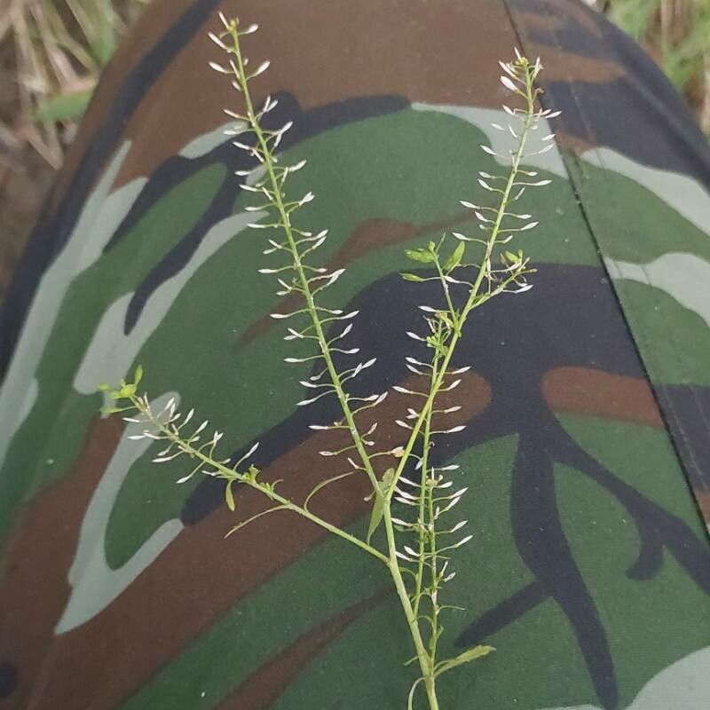 Lepidium densiflorum — cold hardy houseplant