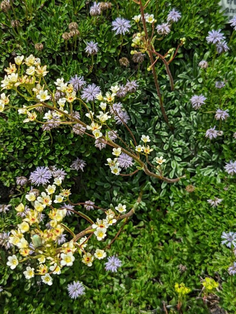 Saxifraga crustata habit