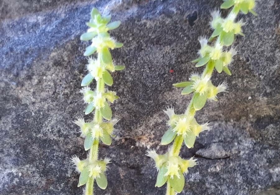 Valantia hispida flower