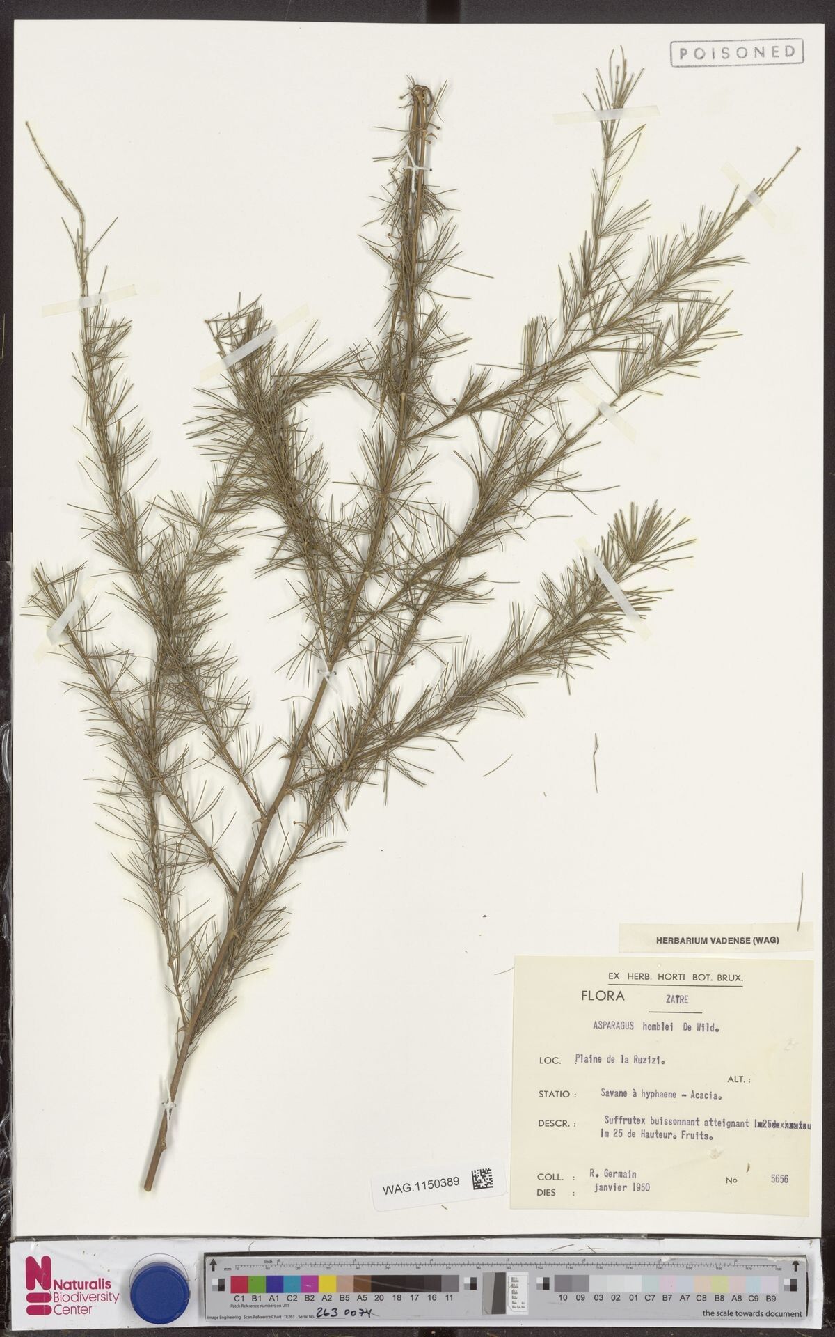 Asparagus homblei — houseplant care guide