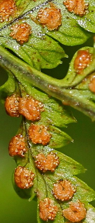Dryopteris aemula flower
