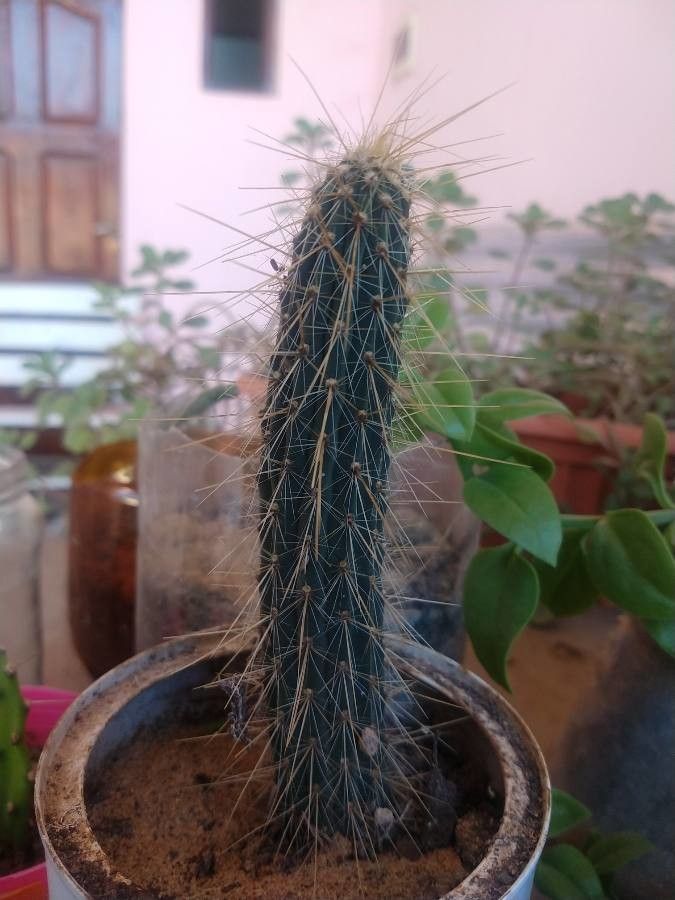Pilosocereus gaumeri leaf