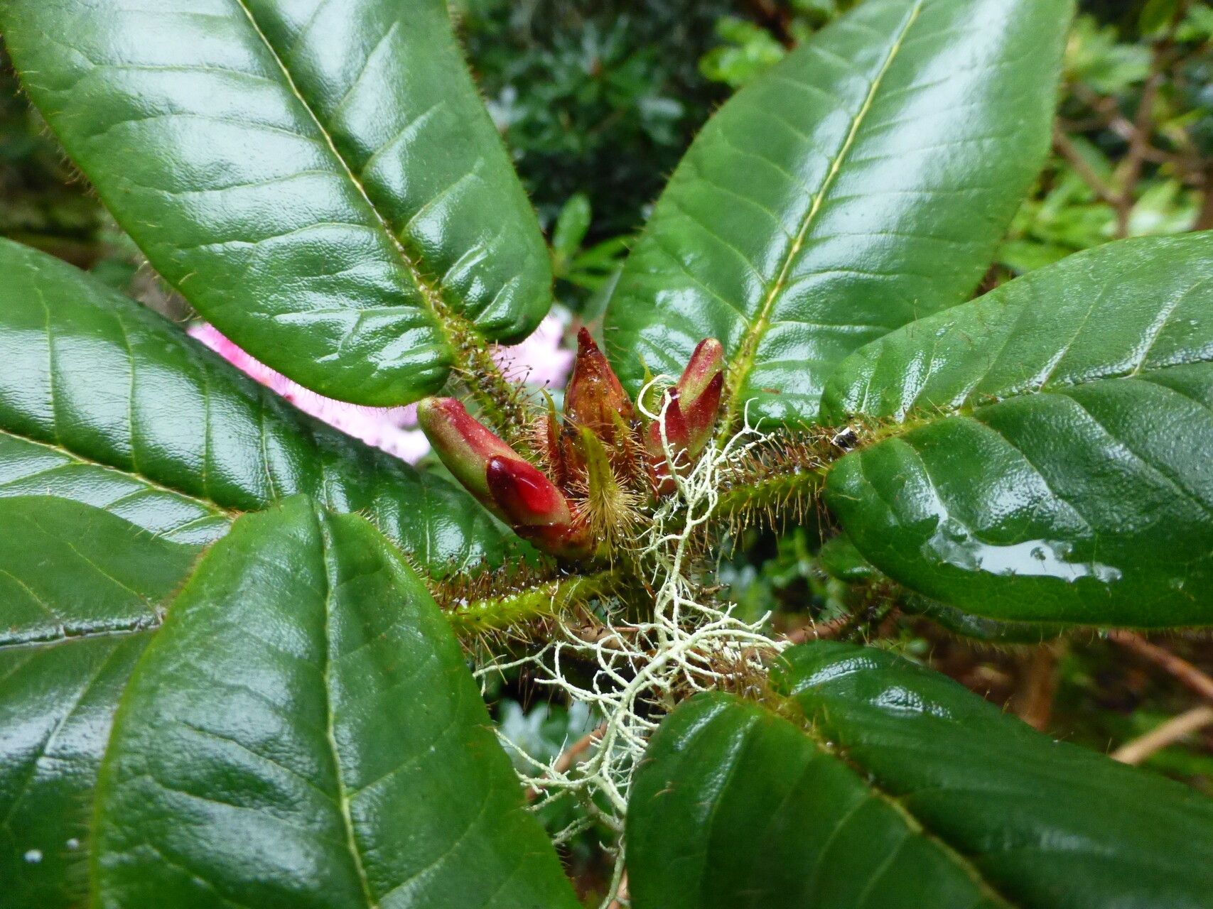 Rhododendron habrotrichum leaf