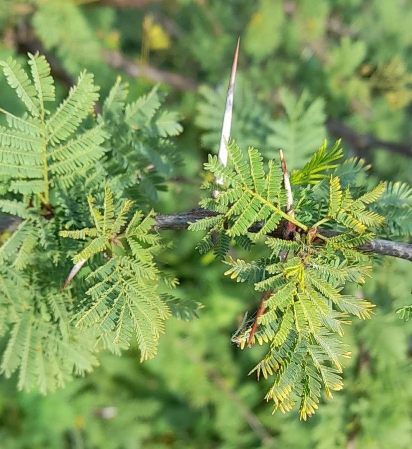 Vachellia caven leaf